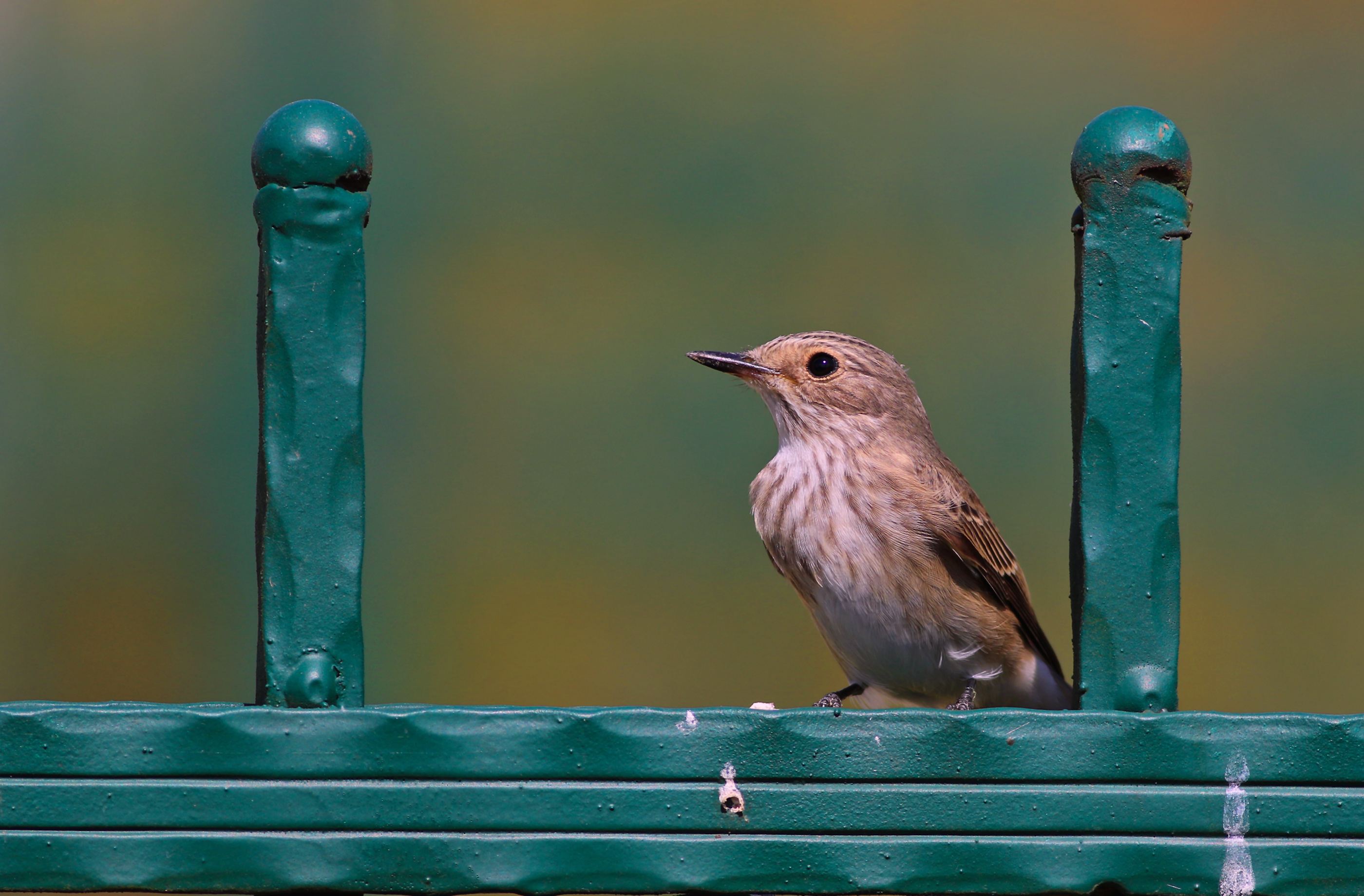 Spotted Flycatcher